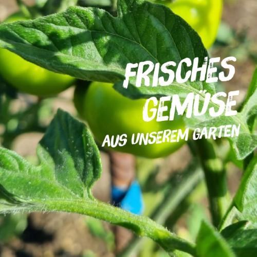 Featured image for “Frisches Gemüse aus unserem Garten!”